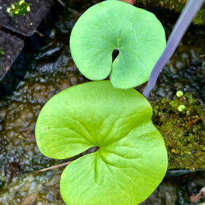 Utricularia reniformis - Brazil