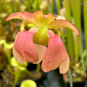 Sarracenia leucophylla x (x catesbaei)