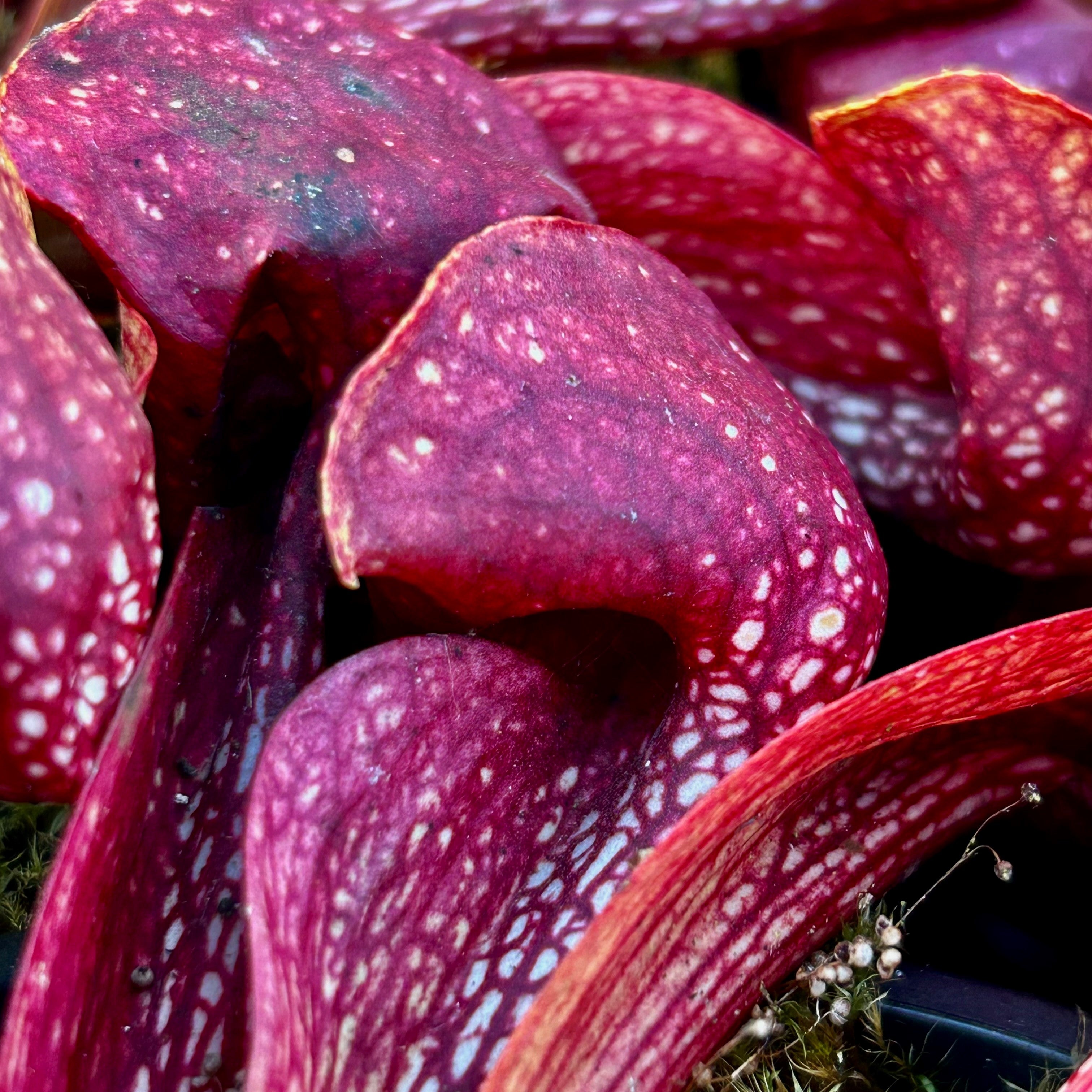 Sarracenia psittacina var. okefenokeensis - Lee's Botanical Garden