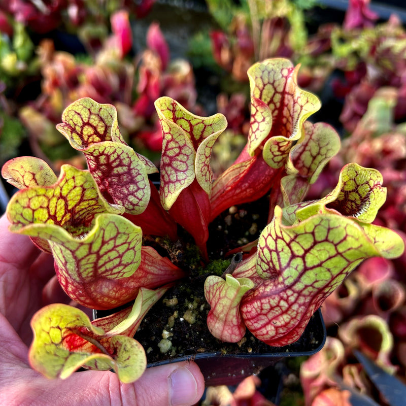 Sarracenia purpurea subsp. venosa - Tatnall Co., GA – Hewitt-Cooper ...