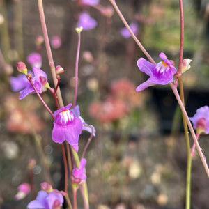 Utricularia tridentata - El Pinar