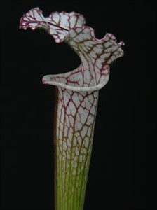 Sarracenia leucophylla var. leucophylla - The White Trumpet