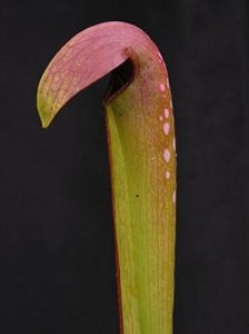 Sarracenia minor var. okefenokeensis – Small