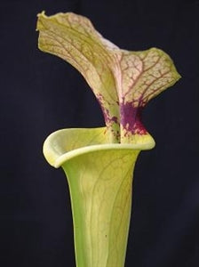 Sarracenia x moorei - flava x leucophylla