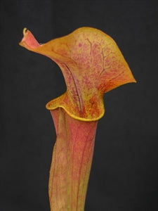 Sarracenia x cv. 'Joyce Cooper'