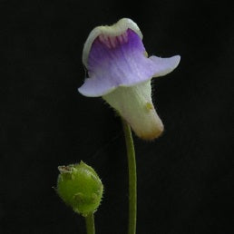 Genlisea hispidula - Africa