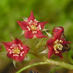 Drosera adelae - Australia