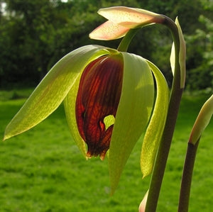 Darlingtonia californica - The Cobra Lily