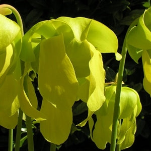 Sarracenia flava var. flava – The Yellow Trumpet
