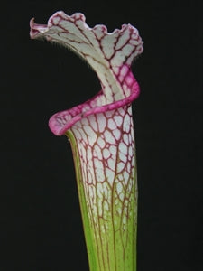 Sarracenia leucophylla var. leucophylla - Pink Lip, Apalachicola, Franklin Co., Florida