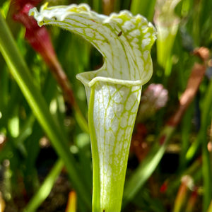 Sarracenia leucophylla var. alba - Baldwin Co., Alabama