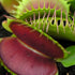 Dionaea muscipula - The Venus Fly Trap - Standard