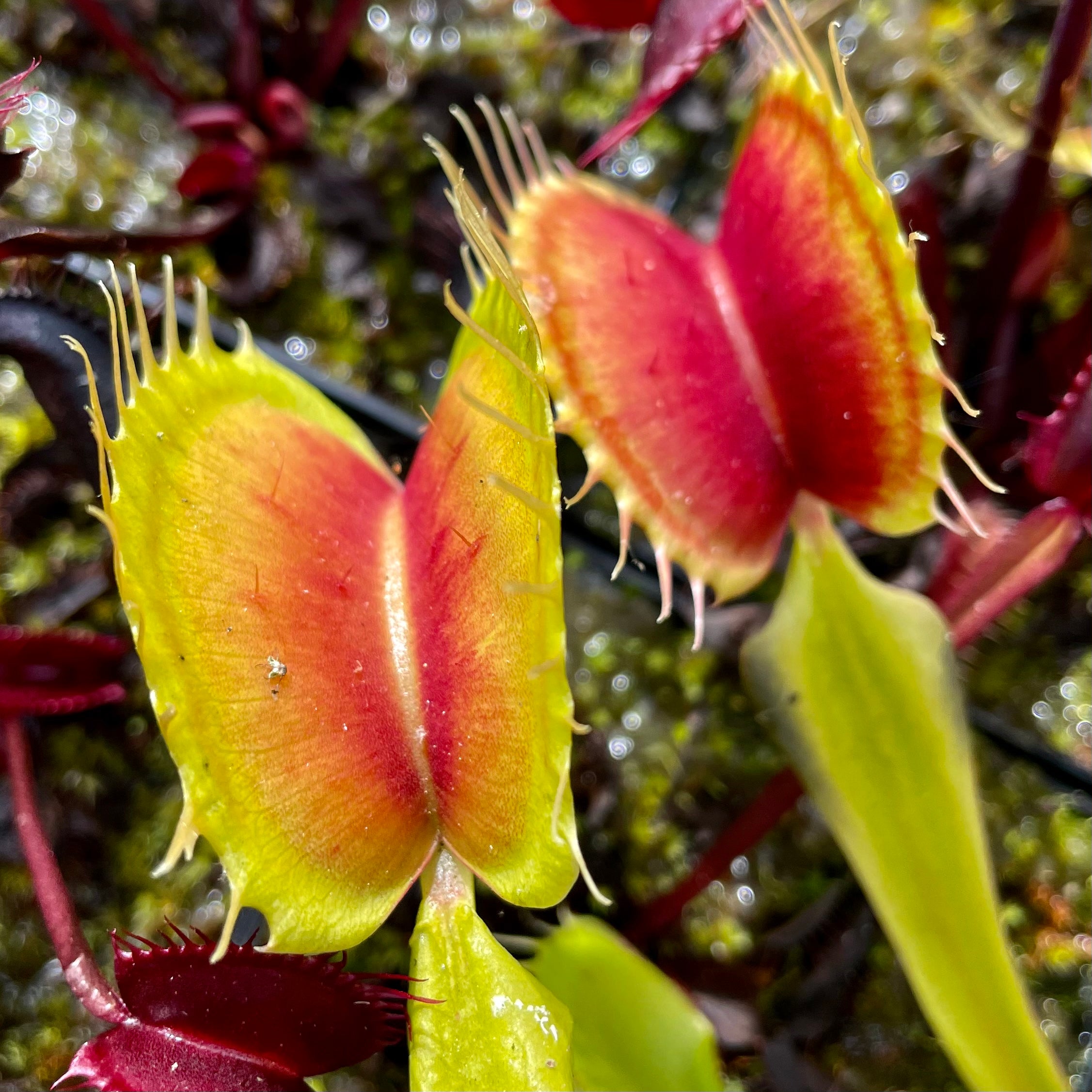 Dionaea muscipula - cv. 'South West Giant'