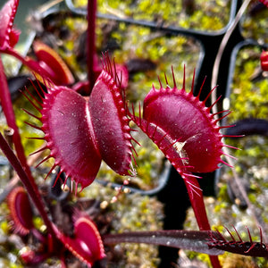 Dionaea muscipula - cv. 'Red Dragon' ('Akai Ryu')