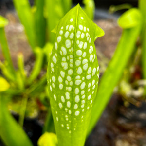 Sarracenia minor f. viridescens
