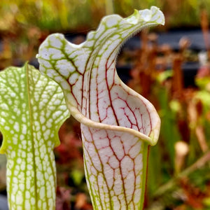 Sarracenia leucophylla var. leucophylla - White Topped, Purple Veins, Yellow Flower, Russell Road, Russell Co., Alabama
