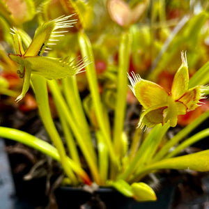 Dionaea muscipula - cv. ‘Mirror’