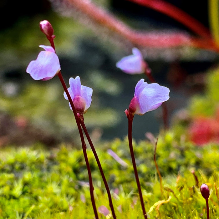 Utricularia delicatula - Whangamarino Swamp, NZ