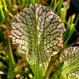 Sarracenia leucophylla var. leucophylla - Stocky, Blackwater State Forest, FL