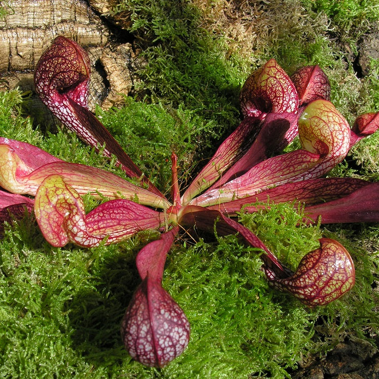 SARRACENIA PSITTACINA - THE PARROT PITCHER – Hewitt-Cooper Carnivorous ...