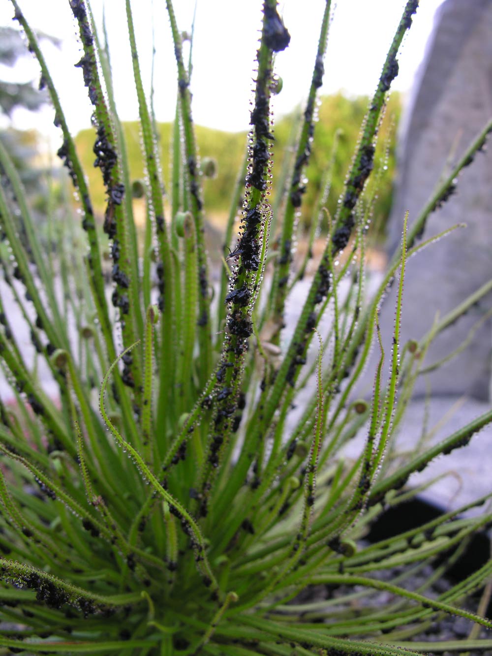 DROSOPHYLLUM