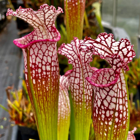 SARRACENIA LEUCOPHYLLA - THE WHITE TRUMPET