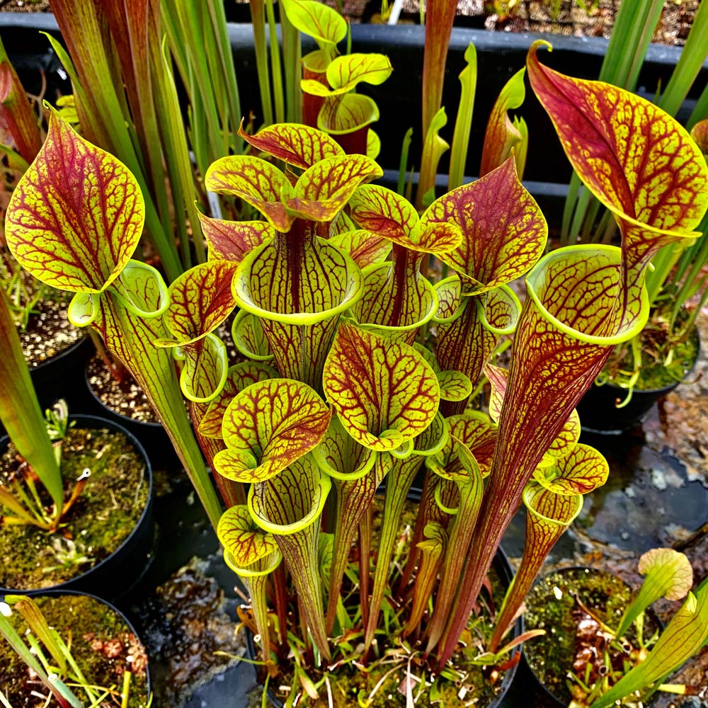sarracenia-hewitt-cooper-carnivorous-plants