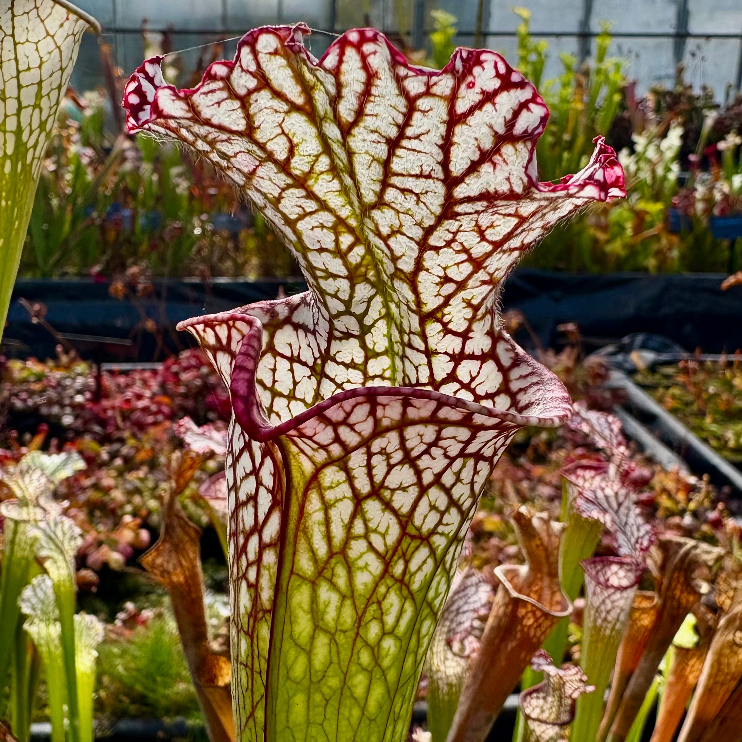 Sarracenia leucophylla cv. 'Bocaza'