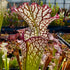 Sarracenia leucophylla cv. 'Bocaza'