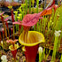 Sarracenia flava cv. 'Waccamaw'