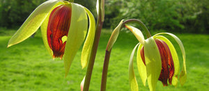   HEWITT - COOPER CARNIVOROUS PLANTS 