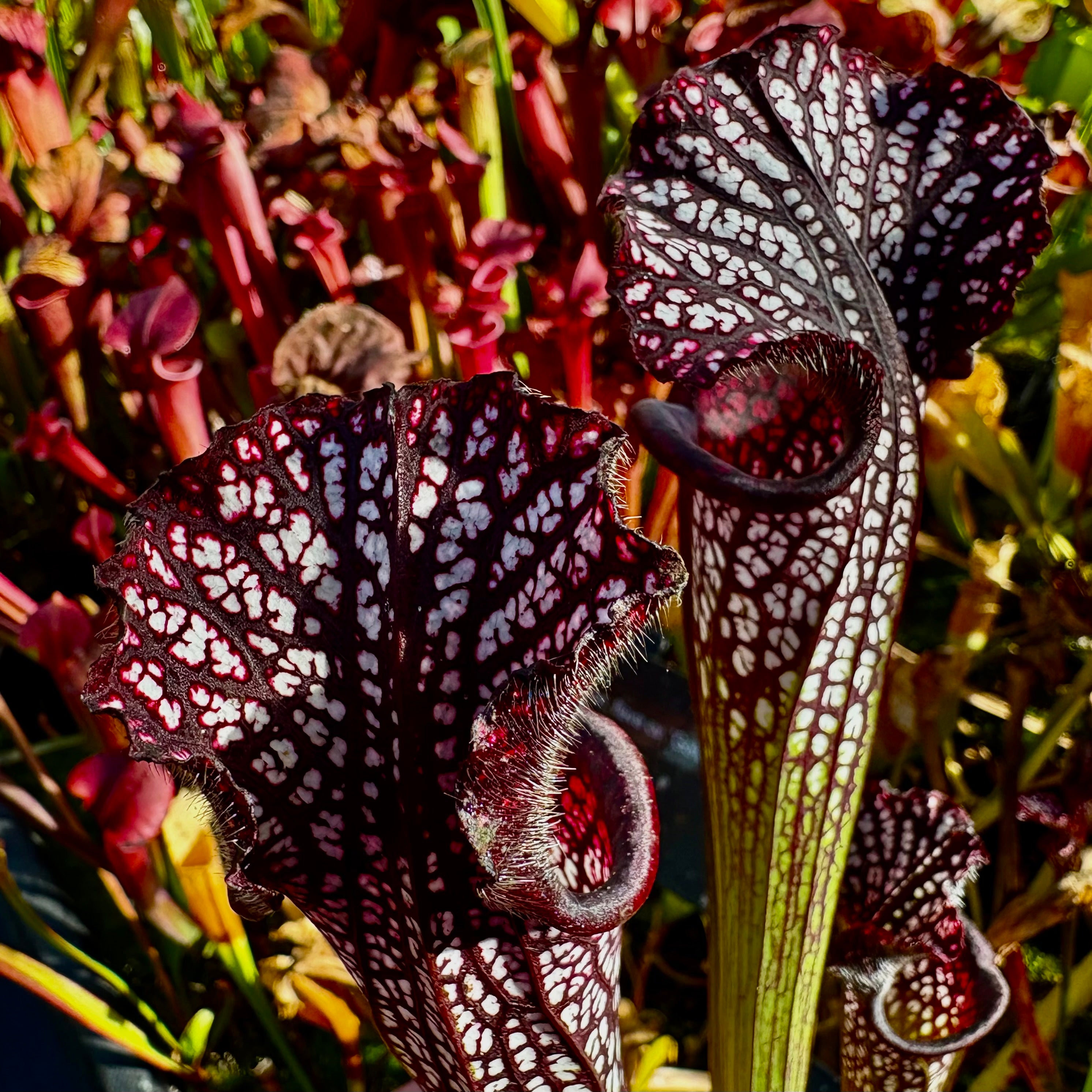 Sarracenia leucophylla cv. ‘Black Sheer’