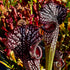 Sarracenia leucophylla cv. ‘Black Sheer’