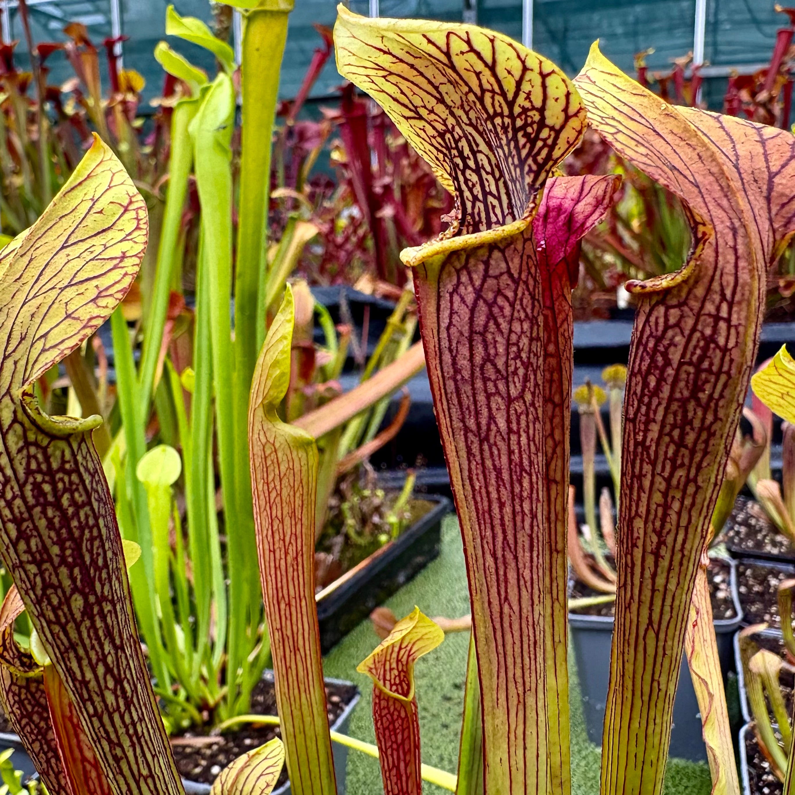 Sarracenia rubra subsp. jonesii - North Carolina