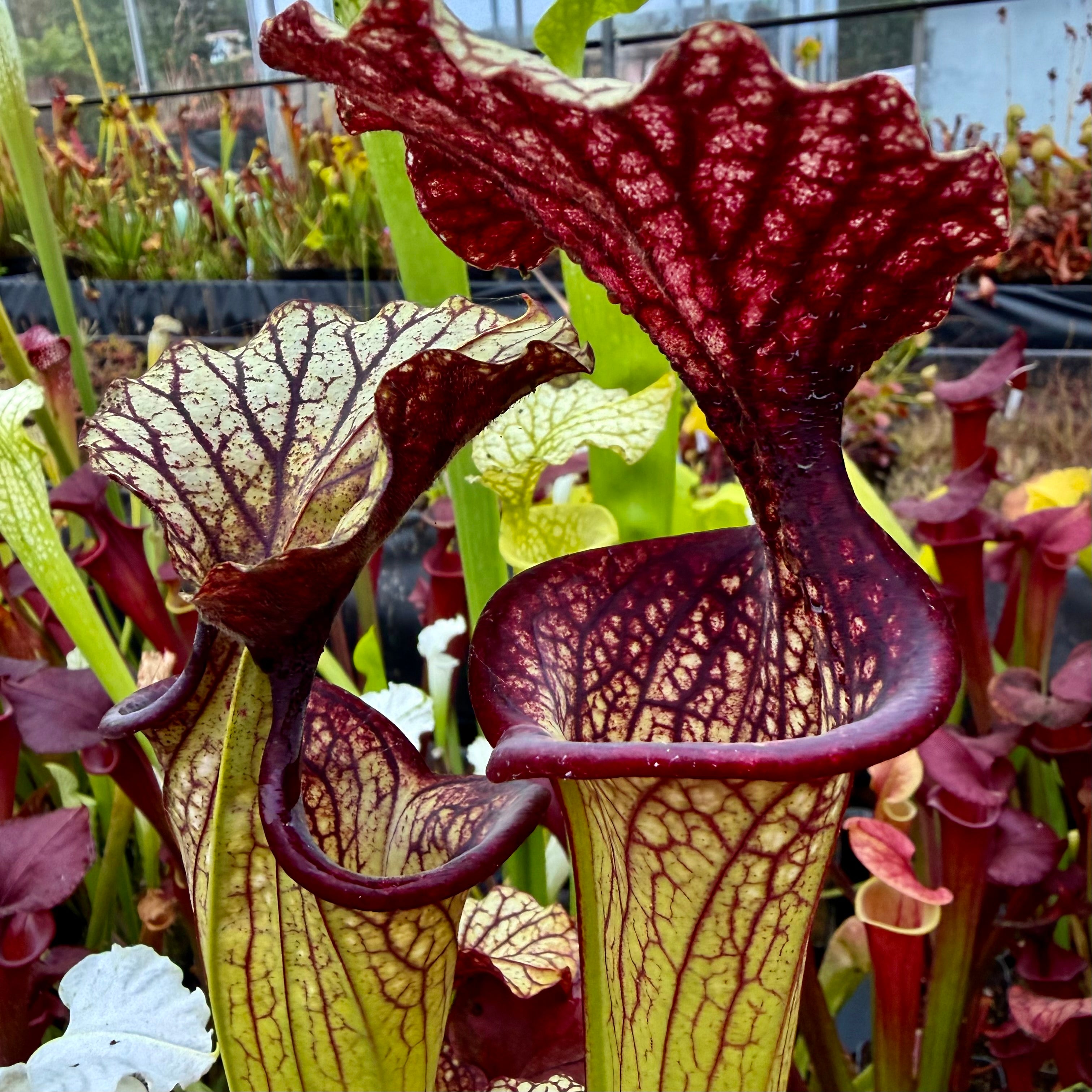 Sarracenia x moorei cv. 'Esme Cowlard'