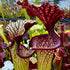 Sarracenia x moorei cv. 'Esme Cowlard'