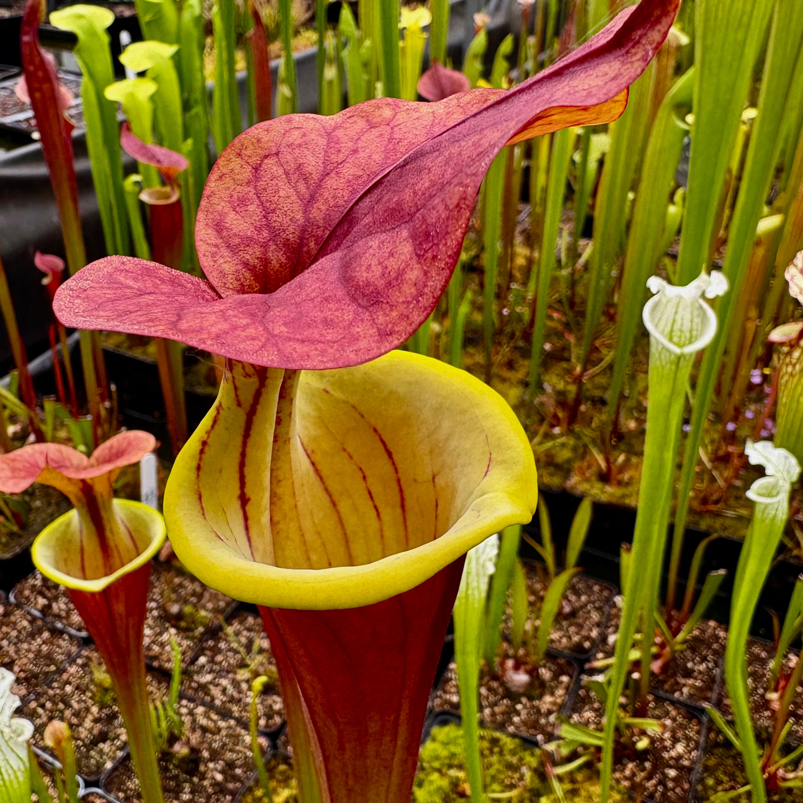 Sarracenia flava cv. 'Waccamaw'