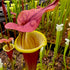 Sarracenia flava cv. 'Waccamaw'