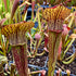 Sarracenia rubra subsp. jonesii - Etowah, Henderson Co., N. Carolina
