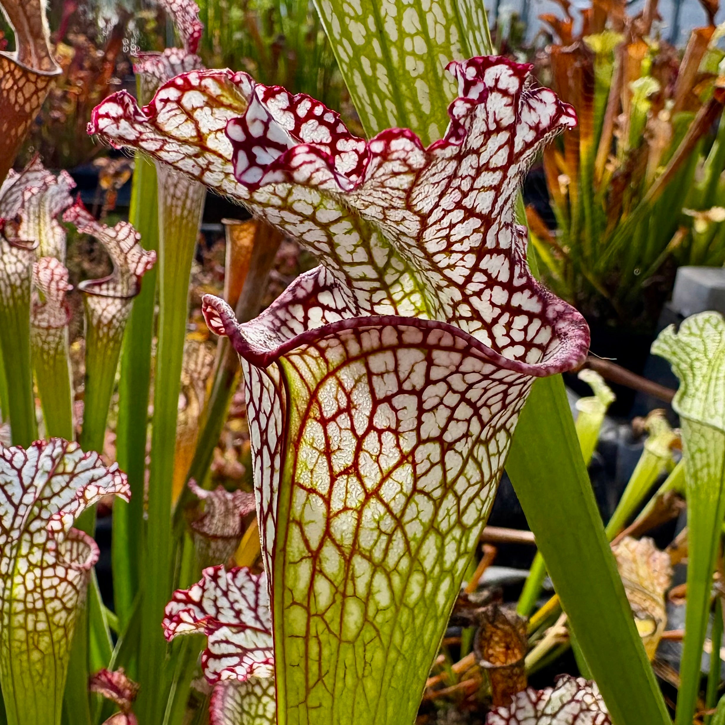 Sarracenia leucophylla cv. 'Bocaza'