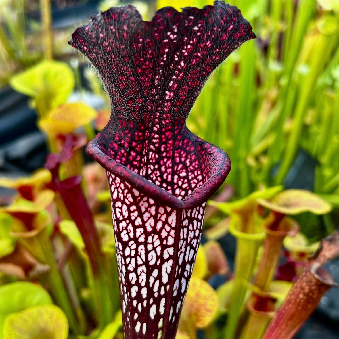 Sarracenia leucophylla cv. ‘Black Sheer’