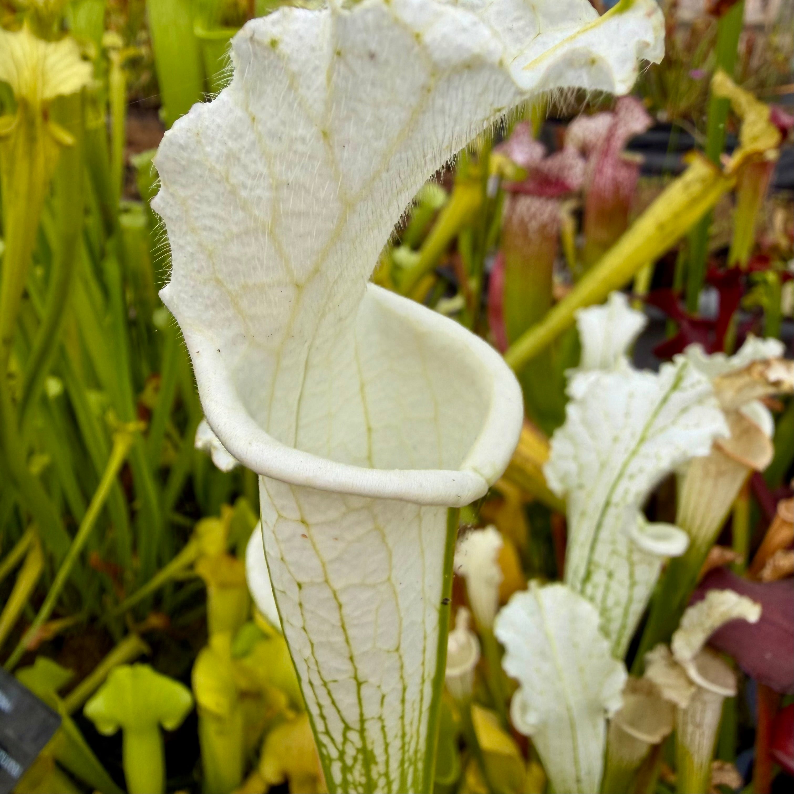 Sarracenia leucophylla var. alba - ex. Klein