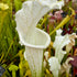 Sarracenia leucophylla var. alba - ex. Klein