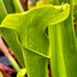 Sarracenia x harperi - Anthocyanin Free