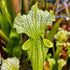 Sarracenia x moorei - Anthocyanin Free