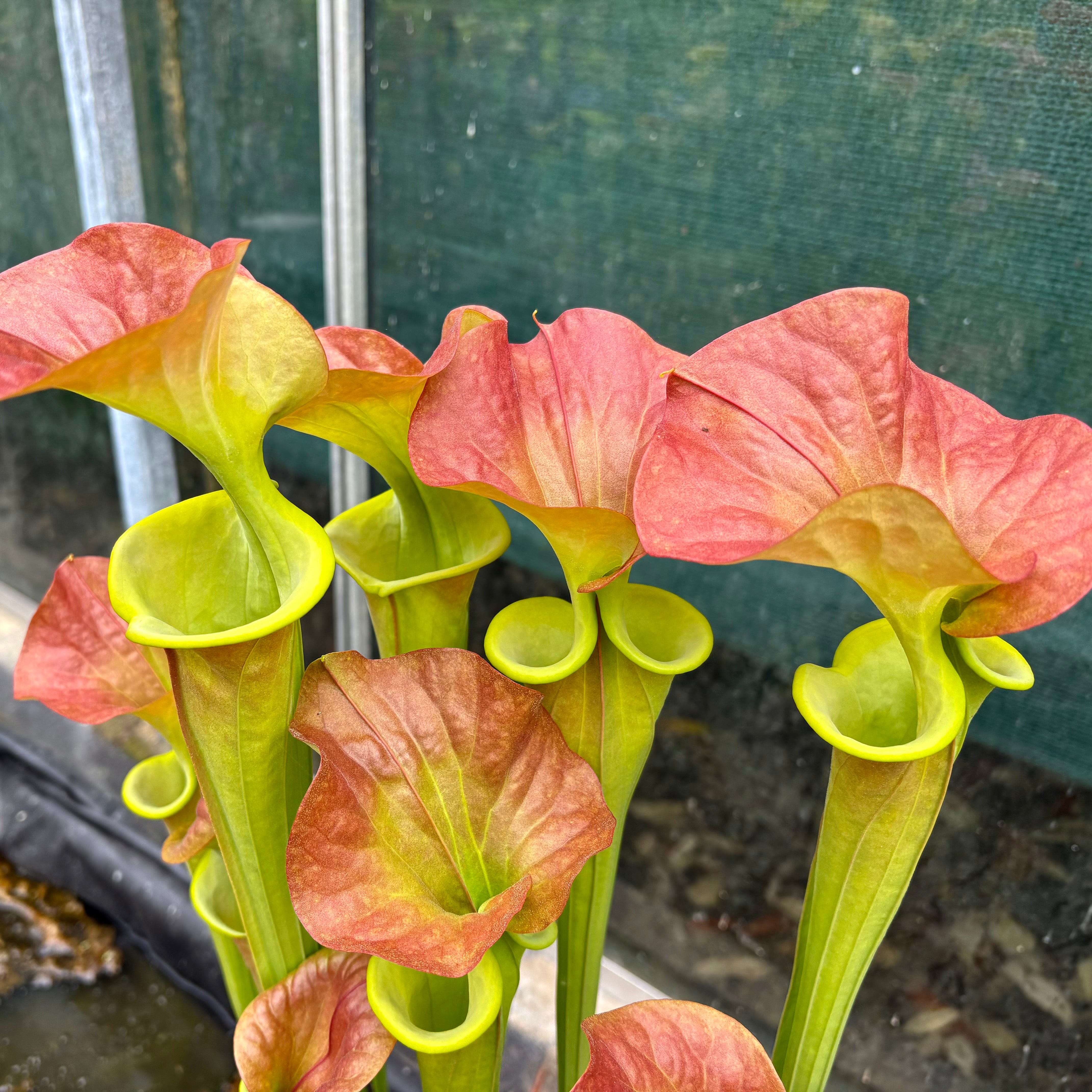 Sarracenia flava cv. 'Lilian Cooper'
