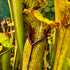 Sarracenia alata var. ornata - Giant to 28", White's Crossing, DeSoto, Stone Co., Mississippi