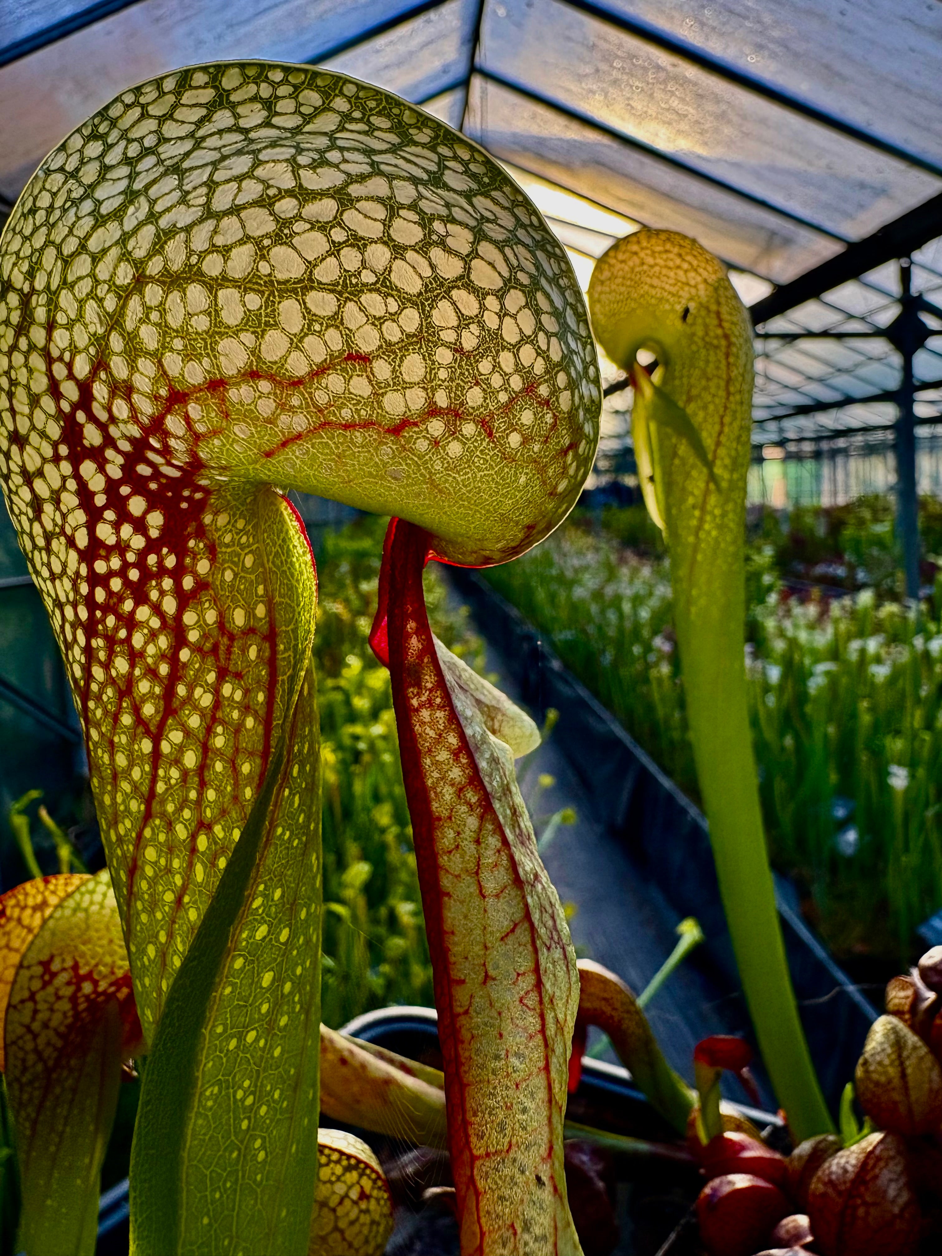 Darlingtonia californica - The Cobra Lily