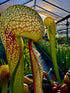 Darlingtonia californica - The Cobra Lily