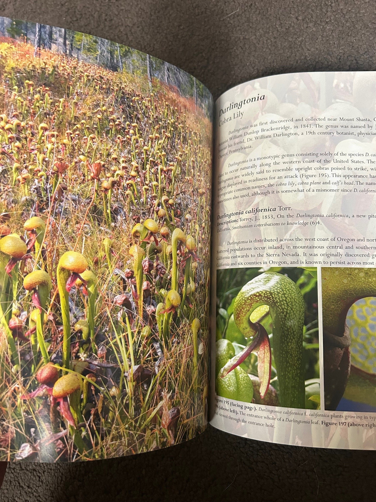 Field Guide to the Carnivorous Plants of US and Canada, Stewart McPher ...